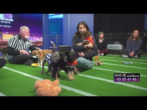 San Diego Puppy Bowl | CBS 8 and the CW