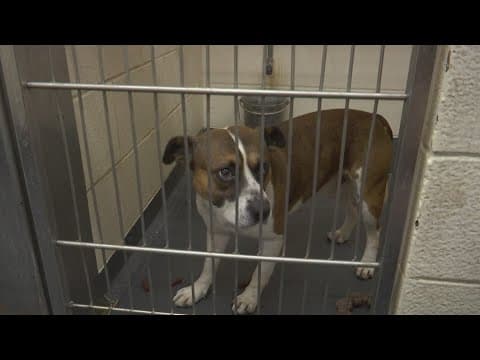 Indianapolis Animal Care Services searching for new director after volunteer hours rolled back