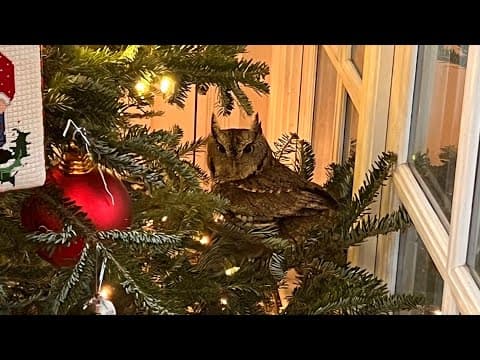 Kentucky family finds baby owl in Christmas tree