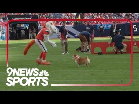Broncos hold annual halftime corgi race