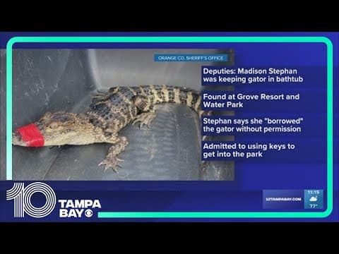 FWC: Woman accused of 'borrowing' alligator from Croc Encounters, placing it in hotel bathtub