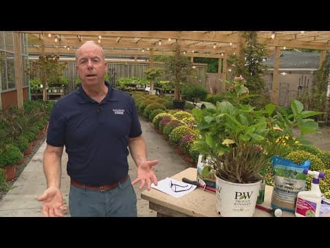 Ask Pat Sullivan your lawn care questions