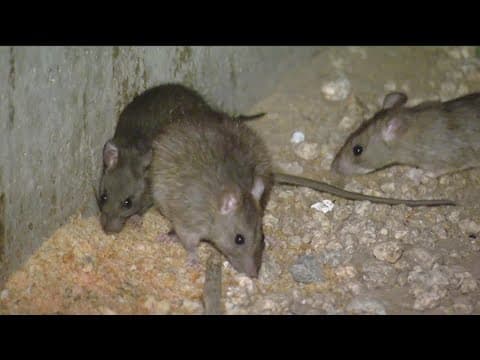Downtown San Diego residents say rat population is 'exploding'