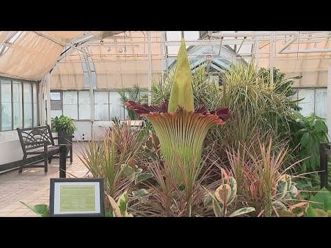 Rare corpse flower blooms at Franklin Park Conservatory
