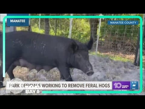 Feral hogs captured in Manatee County ending up on local restaurant plates with new program
