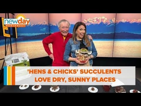 These 'Hens & Chicks' succulents love the dry, sunny places in your yard - New Day NW