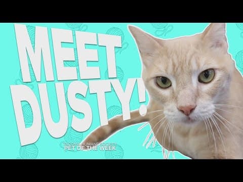 Pet Rescue of the Week: Dusty