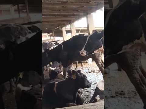 Bird flu found in dairy farm worker