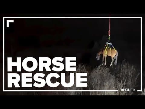 Horse rescued after slipping down slope in Orange County, California