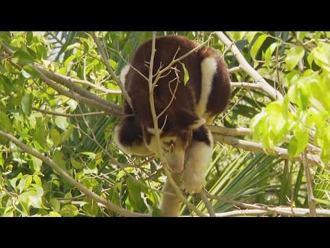Zoo Day | Meet the tree kangaroo