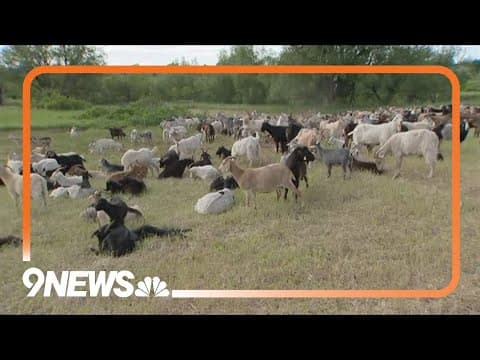 Herd of goats helping with Colorado wildfire mitigation