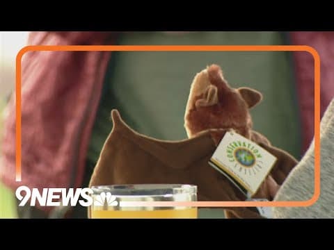 Here's why it's important to protect bats