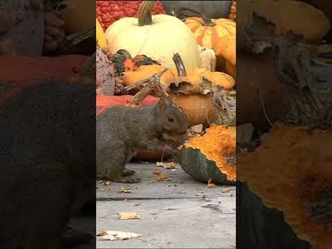 A sneaky squirrel has a 'gourd' time snacking on the decorations in the KARE 11 backyard!