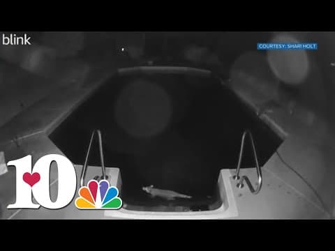 Raccoons beating the heat by taking a dip in someone's pool