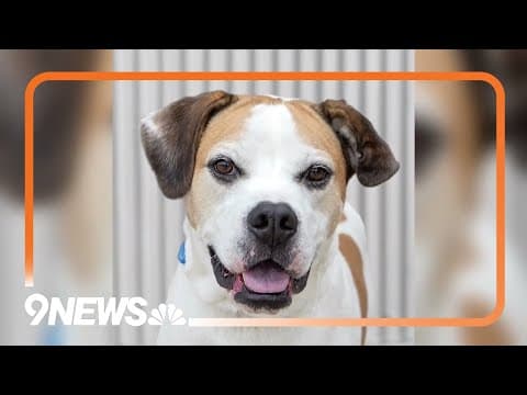 Colorado animal shelter gets thousands of dollars to help with older dogs