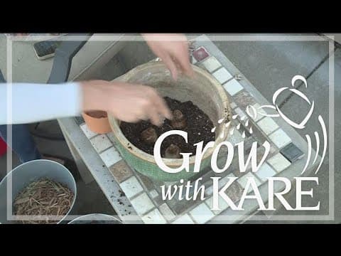 Grow with Kare: How to make spring bulb lasagna in a pot