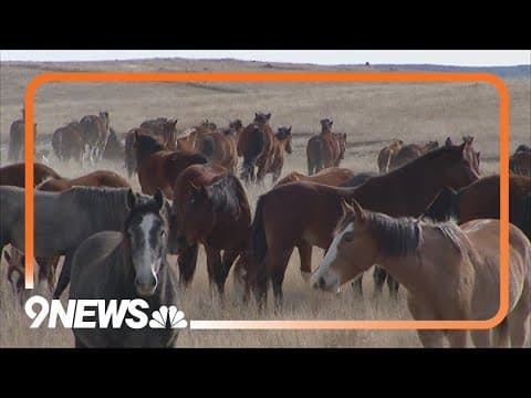 Born to Buck: Colorado ranch breeding bucking horses