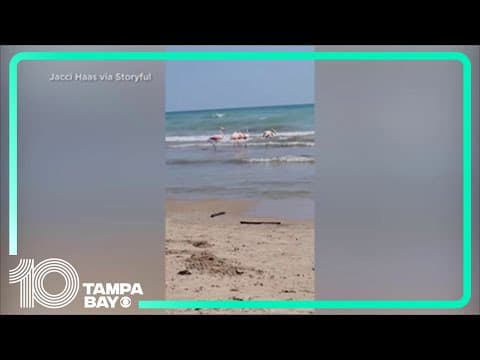 Flamingos spotted in Wisconsin following Hurricane Idalia