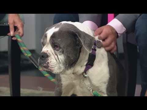 Sweet Boxer-Bulldog mix loves people and relaxing