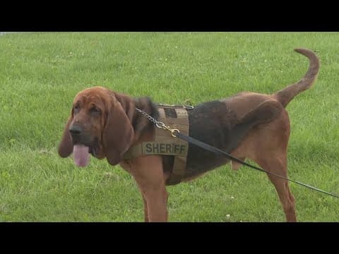 3-legged K9 fights crime after losing leg | Get Uplifted