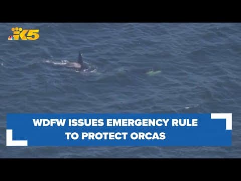 WDFW issues emergency rule for boaters to protect vulnerable Southern Resident killer whales