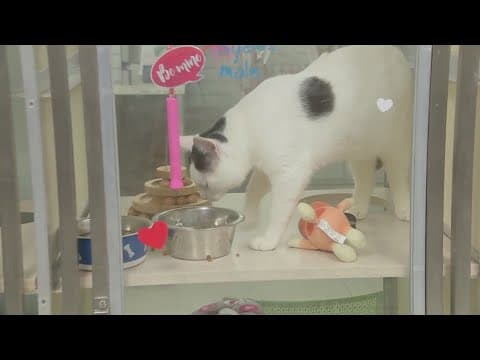 New Jersey animal shelter lets you name stray cats after your ex, neuter them for Valentine's Day
