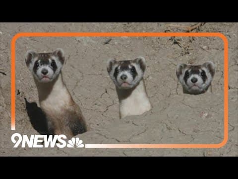 50 Years Later: Endangered Species Act helping plants, animals thrive in Colorado