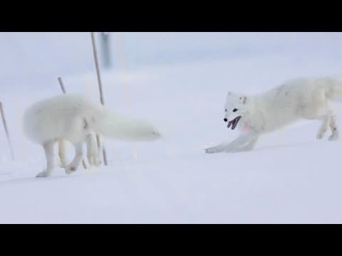 Climate change threatens the survival of Artic Fox