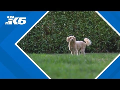 Seattle couple chases after coyote that took off with their beloved dog