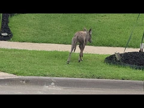 Animal Services warns North Texans about the dangers of feeding coyotes