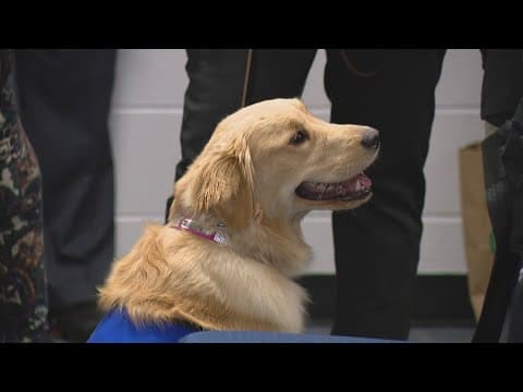 IMPD hosts swearing-in ceremony for new therapy dog