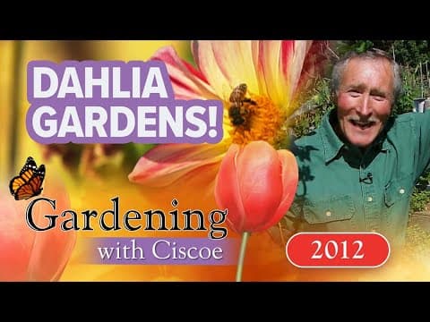 DAHLIA GARDENS! Inside a SeaTac Flower Haven! | Gardening With Ciscoe | Full Episode