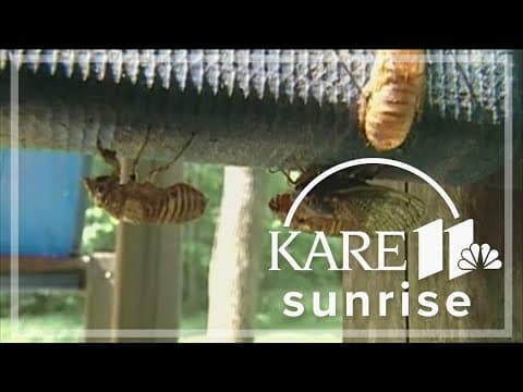 Hatching cicadas spark 911 calls for noise complaints in South Carolina