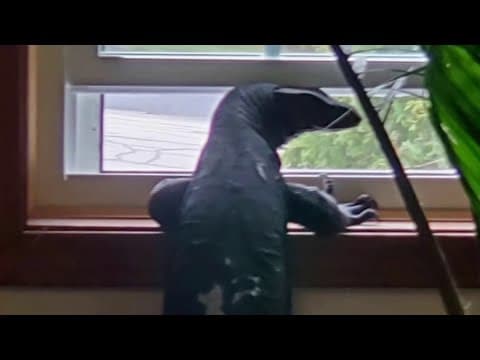 Goose the lizard found safe weeks after leaping out of owner's window