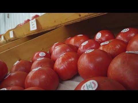 Tennessee tomato growers see minimal, but positive impact from new 17% tariff