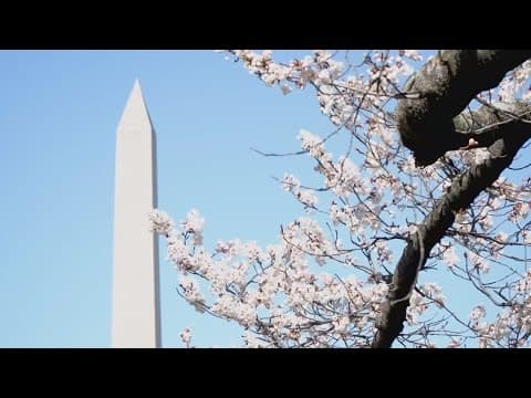 Tips: How to capture the cherry blossoms from a professional photographer