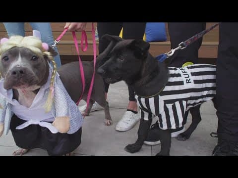 'Howl-O-Ween pet pawty in Little Italy