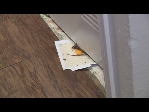 State inspectors to visit Houston apartment complex with rats running amok and other issues