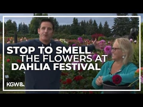 Dahlia Festival returns at Swan Island Dahlias in Canby