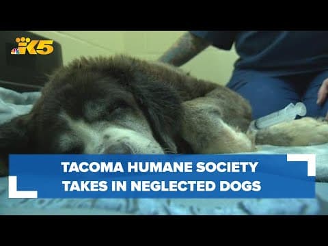 Without an animal shelter in Mason County, Tacoma Humane Society takes in neglected dogs