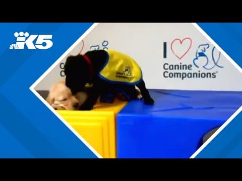 Help train future service dogs on National Puppy Day