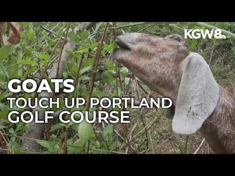 Goats help clean up Portland golf course