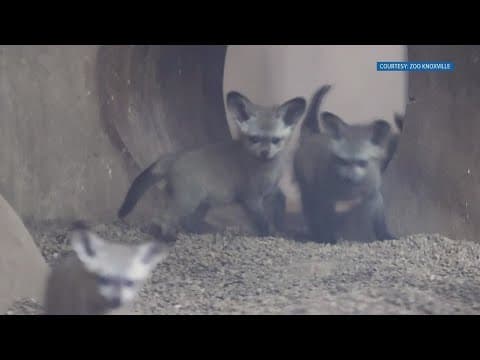 Zoo Knoxville welcomes six bat-eared fox kits