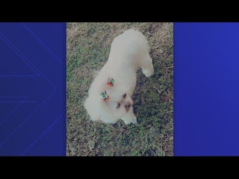 16-year-old dog stolen out of car in Prince George's Co. the latest in string of dog thefts