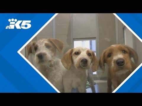 Pets displaced by LA wildfire ready for adoption at Seattle Humane