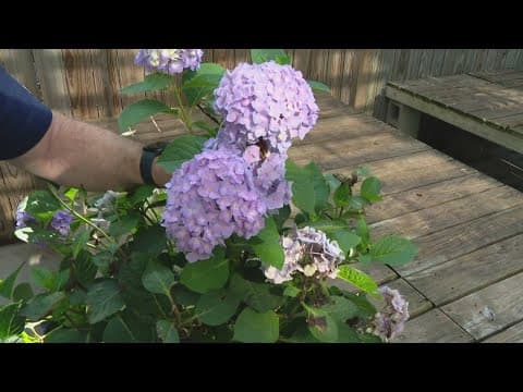Pat Sullivan's tips for how to take care of hydrangeas