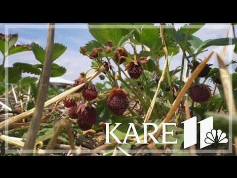 Heat and drought force some U-pick strawberry patches to close at peak time