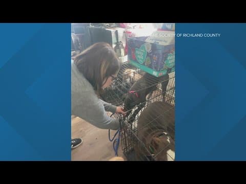 80 dogs rescued from Richland County home