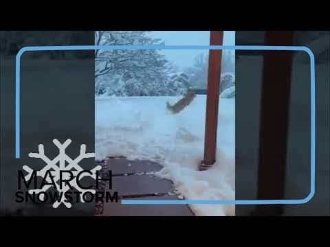 Golden retriever frolics happily in deep Colorado snow