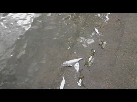 Mote Marine Lab rolls out first-of-its-kind effort to combat red tide